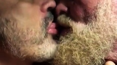 Hairy bears passionate kissing